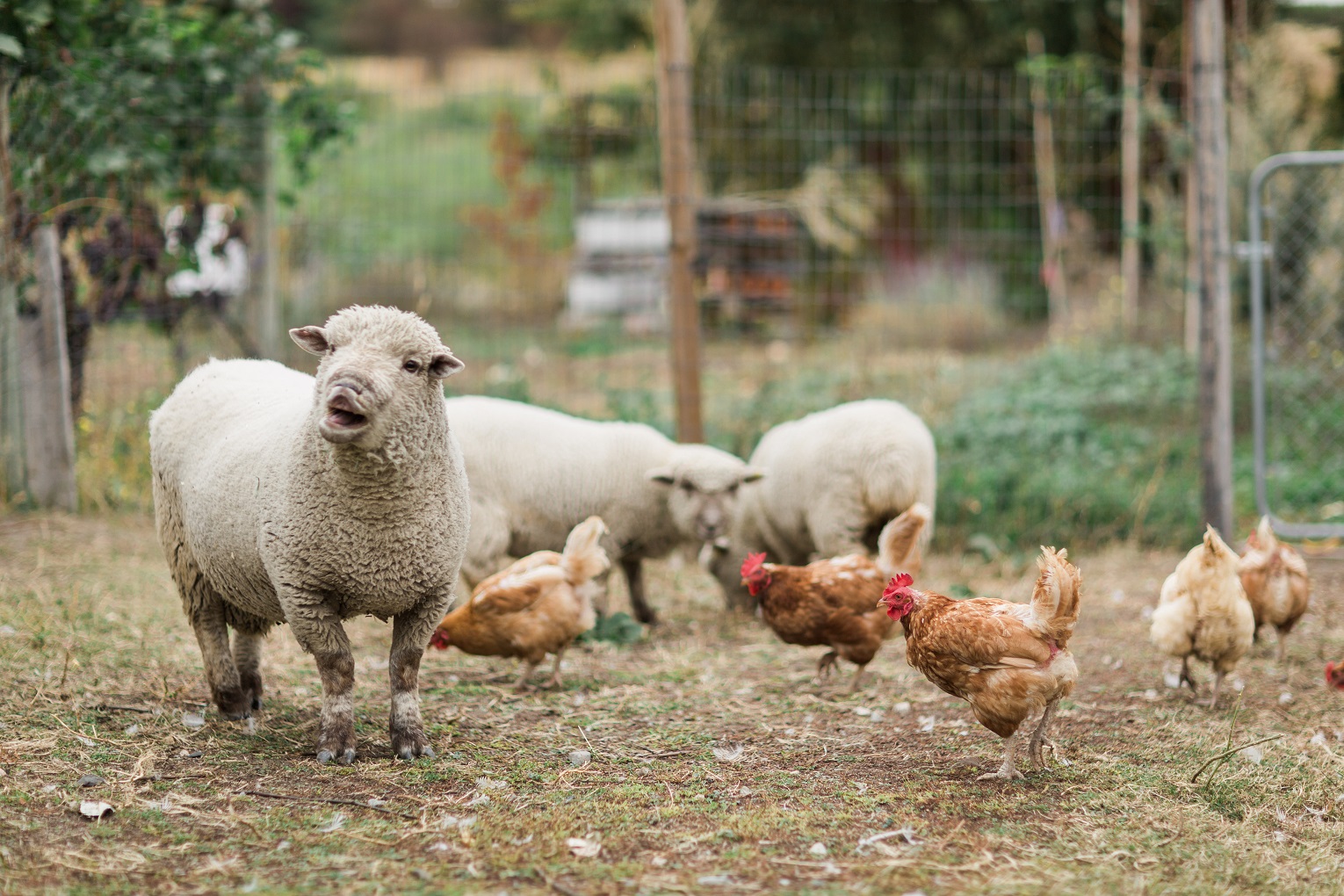 sheep and chickens in vineyard organic wine