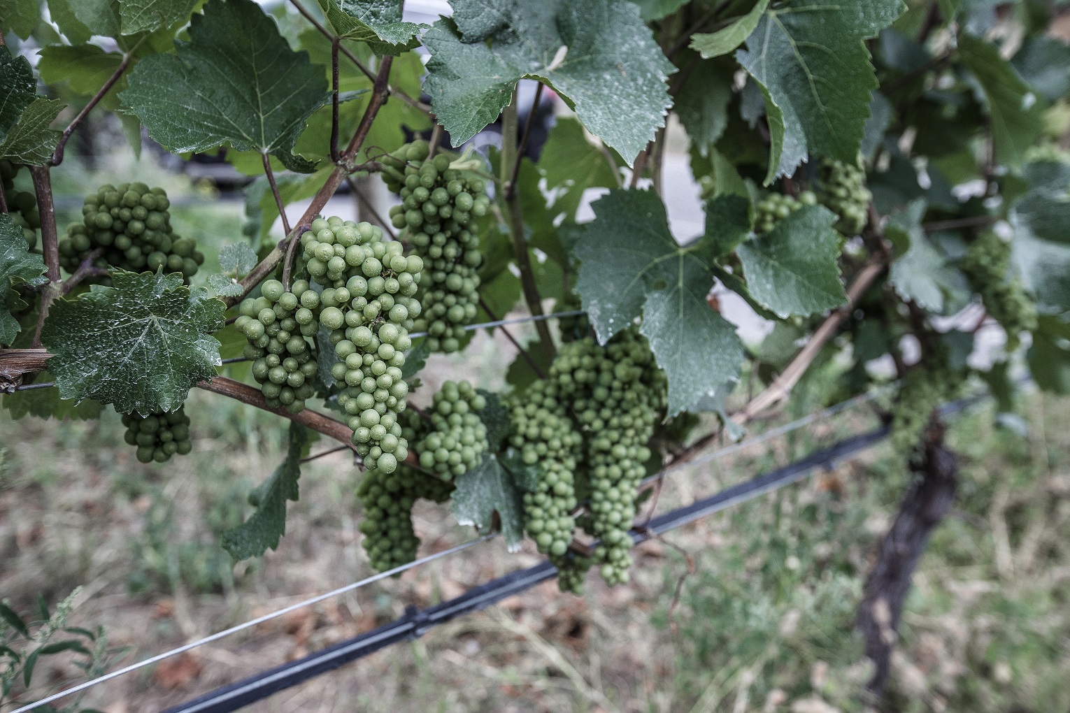 organic green grapes at Okanagan Crush Pad organic wine